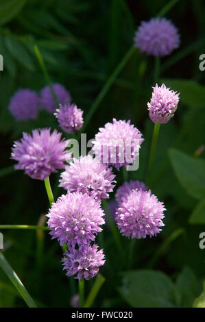 Close up detail d'un patch de la couleur violette Allium schoenoprasum plus communément connu sous le nom de la ciboulette. Banque D'Images