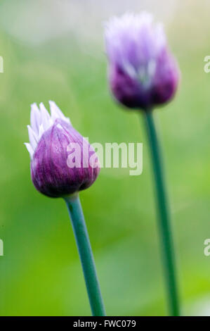 Close up detail des sommités fleuries de la couleur violette Allium schoenoprasum plus communément connu sous le nom de la ciboulette. Banque D'Images