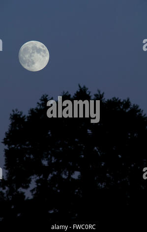 Grande lune au-dessus des arbres Banque D'Images