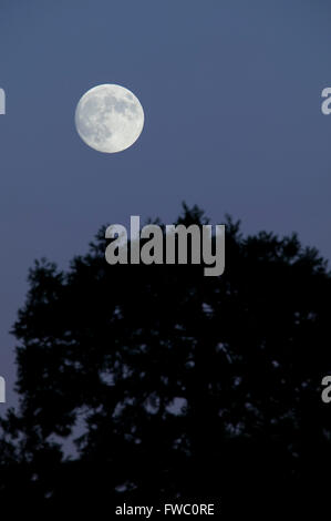 Une grande pleine lune se lève au-dessus de la silhouette d'arbres en premier plan. Banque D'Images