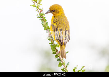 Un homme Cape Weaver, Ploceus capensis, sur une branche Banque D'Images