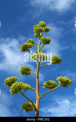 Fleur d'agave (Agave americana Agave - fleur) contre le ciel bleu avec des nuages Banque D'Images
