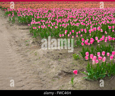 Tulipes colorées et dynamiques dans le domaine des pistes boueuses Banque D'Images