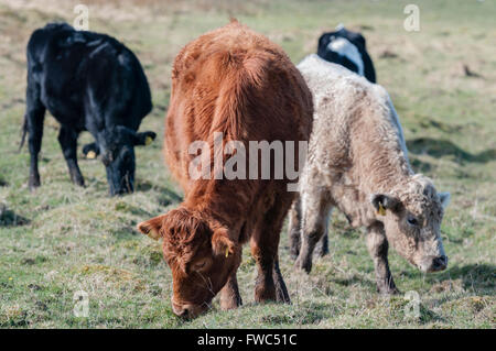 Sussex (Brown), Charolois (brun pâle) et Aberdeen Angus (noir) vaches qui paissent. Banque D'Images