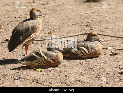 Plumed whistling trois canards (Dendrocygna eytoni), originaire de Guinée et l'Australie, également connu sous le sifflet naturel duck Banque D'Images