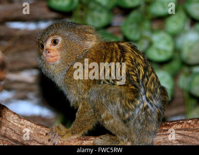 Ouistiti Pygmée d'Amérique du Sud (Callithrix pygmaea, Cebuella pygmaea), originaire de la forêt amazonienne du Brésil et de l'Equateur Banque D'Images