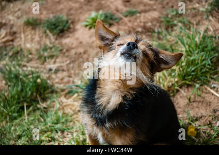 Chien en tenant au soleil Banque D'Images