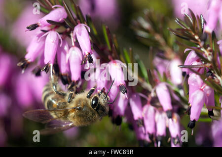 Erica carnea Heath d'hiver, abeille chinée pollinisant abeille fleur miel gros plan Banque D'Images