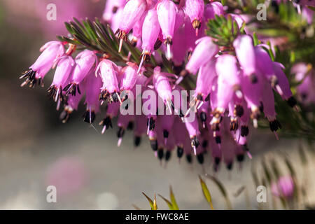 La floraison Erica carnea Bruyère d'hiver Banque D'Images