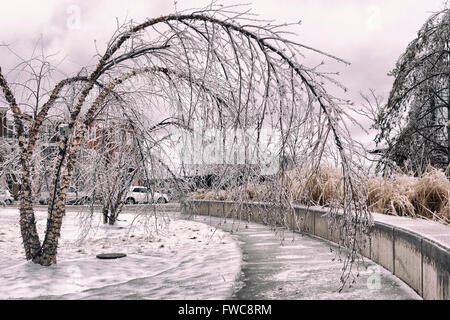 Arbre penché au-dessus des branches en hiver après une tempête de glace Banque D'Images