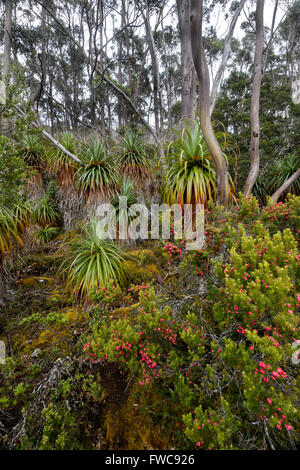 Pandani Pandani Grove Grove, marche dans la nature, le lac Dobson, Mount Field National Park, Tasmanie, Australie Banque D'Images