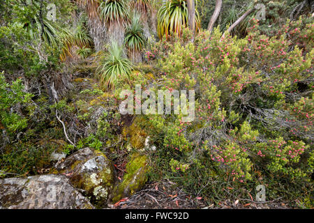 Pandani Grove et Heath, Pandani Grove Nature Walk, lac Dobson, Mount Field National Park, Tasmanie, Australie Banque D'Images