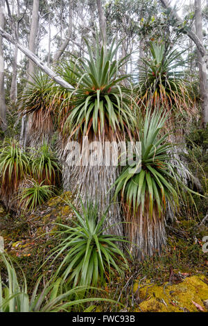 Pandani Pandani Grove Grove, marche dans la nature, le lac Dobson, Mount Field National Park, Tasmanie, Australie Banque D'Images