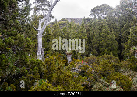 Pandani Plante, et des pins, crayon Pandani Grove Nature Walk, lac Dobson, Mount Field National Park, Tasmanie, Australie Banque D'Images