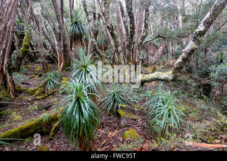 Pandani Pandani Grove Grove, marche dans la nature, le lac Dobson, Mount Field National Park, Tasmanie, Australie Banque D'Images