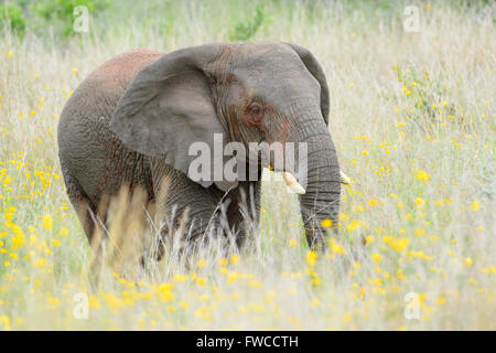 L'éléphant africain (Loxodonta africana) entre les fleurs jaunes, le Parc National de l'Akagera, au Rwanda Banque D'Images