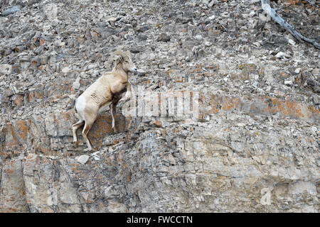 Bighorn (Ovis canadensis) ram, escalade sur falaise, le Parc National de Yellowstone, Wyoming, USA. Banque D'Images