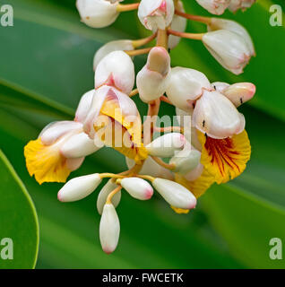 Alpinia zerumbet syn nutans, Shell de gingembre, de cardamome, de gingembre Plante Feuilles Cinnamom Banque D'Images