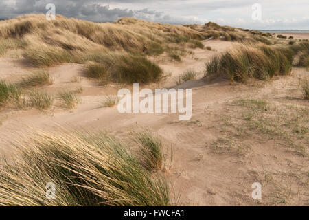 L'Ammophila arenaria une espèce d'herbe aussi connu et l'ammophile ammophile sur Harlech Beach SSSI dans le Nord du Pays de Galles Banque D'Images