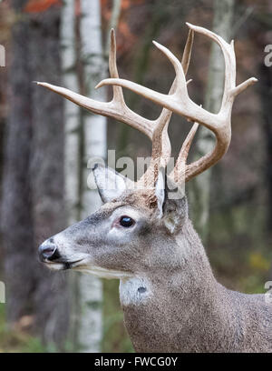 Cerf de virginie 8 points Portrait Banque D'Images