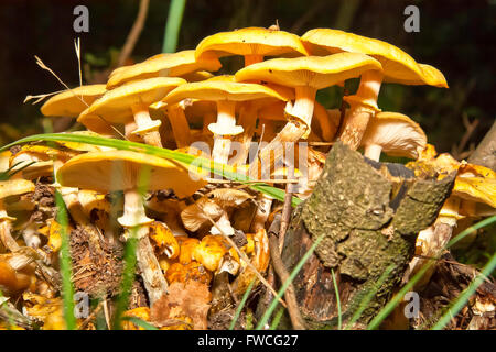 Les champignons sauvages à l'état sauvage Banque D'Images