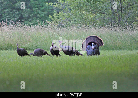 Le Dindon sauvage rare danse d'accouplement. Banque D'Images