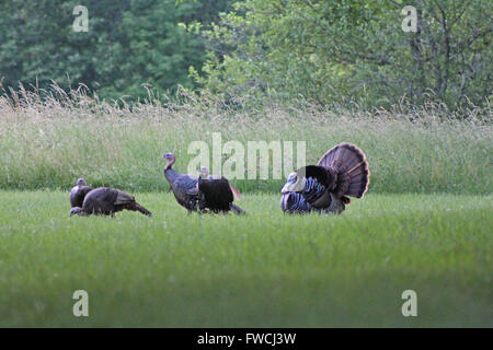 Le Dindon sauvage rare danse d'accouplement. Banque D'Images