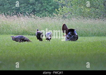 Le Dindon sauvage rare danse d'accouplement. Banque D'Images