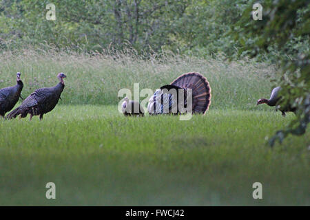 Le Dindon sauvage rare danse d'accouplement. Banque D'Images