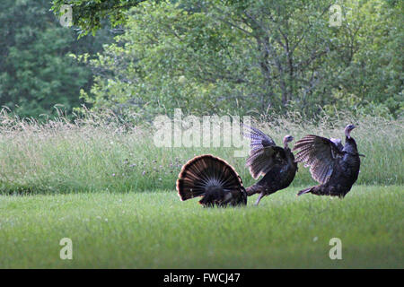 Le Dindon sauvage rare danse d'accouplement. Banque D'Images
