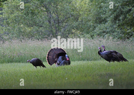 Le Dindon sauvage rare danse d'accouplement. Banque D'Images