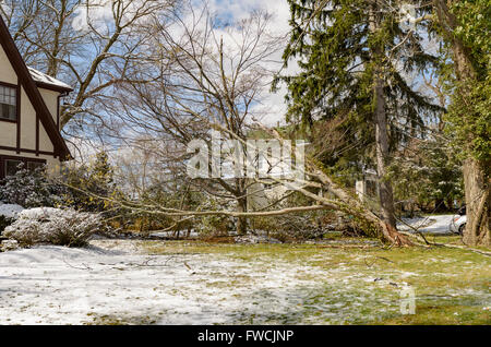 Chappaqua, NY 3 Avril 2016 - USA météo. Une tempête de plumes avril New York la banlieue avec des vents forts en éliminant les branches d'arbres et des lignes électriques. Plus de neige est attendue plus tard cette semaine. Credit : Marianne Campolongo/Alamy Live News Banque D'Images