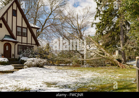 Chappaqua, NY 3 Avril 2016 - USA météo. Une tempête de plumes avril New York la banlieue avec des vents forts en éliminant les branches d'arbres et des lignes électriques. Plus de neige est attendue plus tard cette semaine. Credit : Marianne Campolongo/Alamy Live News Banque D'Images