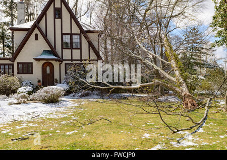 Chappaqua, NY 3 Avril 2016 - USA météo. Une tempête de plumes avril New York la banlieue avec des vents forts en éliminant les branches d'arbres et des lignes électriques. Plus de neige est attendue plus tard cette semaine. Credit : Marianne Campolongo/Alamy Live News Banque D'Images