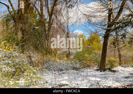 Chappaqua, NY 3 Avril 2016 - USA météo. Une tempête de plumes avril New York la banlieue avec plus de neige prévue plus tard cette semaine. Credit : Marianne Campolongo/Alamy Live News Banque D'Images