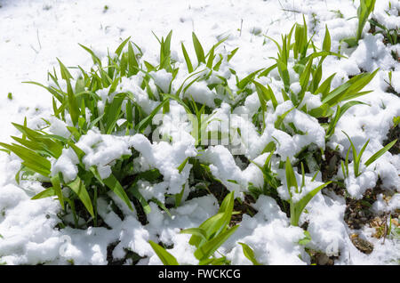 Chappaqua, NY 3 Avril 2016 - USA météo. Une tempête de plumes avril New York la banlieue avec plus de neige prévue plus tard cette semaine. Credit : Marianne Campolongo/Alamy Live News Banque D'Images