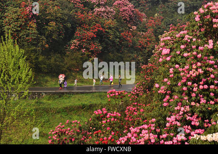 Bijie, dans la province du Guizhou en Chine. 4ème apr 2016. Les touristes visitent la zone panoramique de Bijie Baili Azalea Bijie, dans la province du Guizhou en Chine du sud-ouest, le 4 avril 2016. Environ 125 kilomètres carrés dans la région pittoresque d'azalées est entré dans fleur pleine saison, récemment, l'élaboration d'un grand nombre de touristes au cours de la maison de vacances festival qingming. © Yang Wenbin/Xinhua/Alamy Live News Banque D'Images