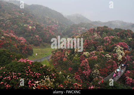 Bijie, dans la province du Guizhou en Chine. 4ème apr 2016. Les touristes visitent la zone panoramique de Bijie Baili Azalea Bijie, dans la province du Guizhou en Chine du sud-ouest, le 4 avril 2016. Environ 125 kilomètres carrés dans la région pittoresque d'azalées est entré dans fleur pleine saison, récemment, l'élaboration d'un grand nombre de touristes au cours de la maison de vacances festival qingming. © Yang Wenbin/Xinhua/Alamy Live News Banque D'Images