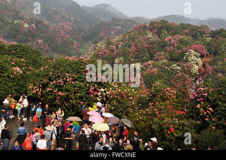 Bijie, dans la province du Guizhou en Chine. 4ème apr 2016. Les touristes visitent la zone panoramique de Bijie Baili Azalea Bijie, dans la province du Guizhou en Chine du sud-ouest, le 4 avril 2016. Environ 125 kilomètres carrés dans la région pittoresque d'azalées est entré dans fleur pleine saison, récemment, l'élaboration d'un grand nombre de touristes au cours de la maison de vacances festival qingming. © Yang Wenbin/Xinhua/Alamy Live News Banque D'Images