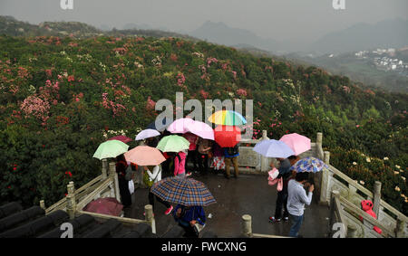 Bijie, dans la province du Guizhou en Chine. 4ème apr 2016. Les touristes visitent la zone panoramique de Bijie Baili Azalea Bijie, dans la province du Guizhou en Chine du sud-ouest, le 4 avril 2016. Environ 125 kilomètres carrés dans la région pittoresque d'azalées est entré dans fleur pleine saison, récemment, l'élaboration d'un grand nombre de touristes au cours de la maison de vacances festival qingming. © Yang Wenbin/Xinhua/Alamy Live News Banque D'Images