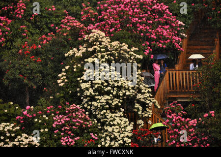 Bijie, dans la province du Guizhou en Chine. 4ème apr 2016. Les touristes visitent la zone panoramique de Bijie Baili Azalea Bijie, dans la province du Guizhou en Chine du sud-ouest, le 4 avril 2016. Environ 125 kilomètres carrés dans la région pittoresque d'azalées est entré dans fleur pleine saison, récemment, l'élaboration d'un grand nombre de touristes au cours de la maison de vacances festival qingming. © Yang Wenbin/Xinhua/Alamy Live News Banque D'Images