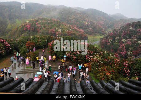 Bijie, dans la province du Guizhou en Chine. 4ème apr 2016. Les touristes visitent la zone panoramique de Bijie Baili Azalea Bijie, dans la province du Guizhou en Chine du sud-ouest, le 4 avril 2016. Environ 125 kilomètres carrés dans la région pittoresque d'azalées est entré dans fleur pleine saison, récemment, l'élaboration d'un grand nombre de touristes au cours de la maison de vacances festival qingming. © Yang Wenbin/Xinhua/Alamy Live News Banque D'Images