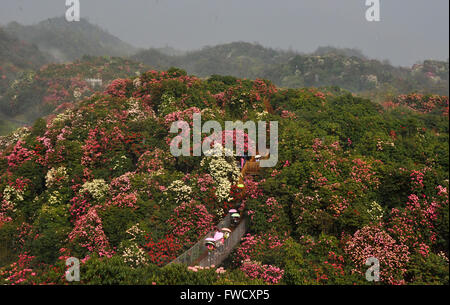 Bijie, dans la province du Guizhou en Chine. 4ème apr 2016. Les touristes visitent la zone panoramique de Bijie Baili Azalea Bijie, dans la province du Guizhou en Chine du sud-ouest, le 4 avril 2016. Environ 125 kilomètres carrés dans la région pittoresque d'azalées est entré dans fleur pleine saison, récemment, l'élaboration d'un grand nombre de touristes au cours de la maison de vacances festival qingming. © Yang Wenbin/Xinhua/Alamy Live News Banque D'Images