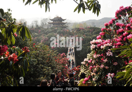 Bijie, dans la province du Guizhou en Chine. 4ème apr 2016. Les touristes visitent la zone panoramique de Bijie Baili Azalea Bijie, dans la province du Guizhou en Chine du sud-ouest, le 4 avril 2016. Environ 125 kilomètres carrés dans la région pittoresque d'azalées est entré dans fleur pleine saison, récemment, l'élaboration d'un grand nombre de touristes au cours de la maison de vacances festival qingming. © Yang Wenbin/Xinhua/Alamy Live News Banque D'Images