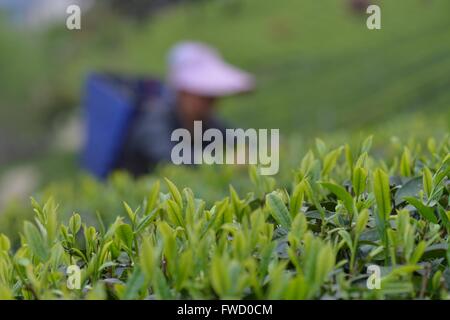 Zunyi, dans la province du Guizhou en Chine. 4ème apr 2016. Un agriculteur recueille dans un thé de printemps dans le jardin de thé Songyan canton de Yuging County, au sud-ouest de la province du Guizhou, en Chine, le 4 avril 2016. Avril est la période occupée pour les agriculteurs de thé en Chine à la récolte de thé de printemps. © Il Chunyu/Xinhua/Alamy Live News Banque D'Images