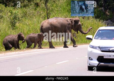 Habarana. 4ème apr 2016. Les éléphants sauvages traversent la route elephant pass sur Colombo-Trincomalee de Sri Lanka, le 4 avril 2016. Autour de 15 éléphants sauvages ont été observés traversant la route elephant pass sur Colombo-Trincomalee de Sri Lanka le lundi, à la tête de l'eau et de l'herbe recherche à Habarana. Credit : Gayan Sameera/Xinhua/Alamy Live News Banque D'Images