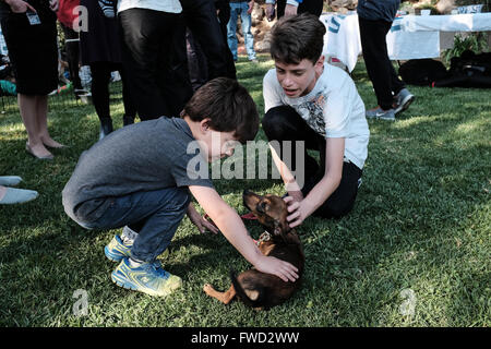 Jérusalem, Israël. 4 avril, 2016. Un jeune garçon joue avec un chiot à la résidence du Président. Le Président et la Première Dame Rivlin a organisé une journée "d'adopter un chien" dans le jardin de la résidence du Président en partenariat avec l'organisation de protection des animaux israélienne 'que les animaux vivent". Credit : Alon Nir/Alamy Live News Banque D'Images