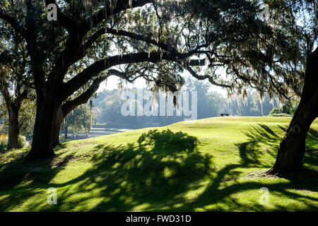 Tillandsia usneoides moss (espagnol) croissant sur les chênes vivent à Middleton Place, Charleston, Caroline du Sud, USA Banque D'Images