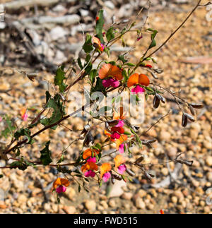 Rouge et orange fleurs de Chorizema cordatum, coeur feuilles de pois de la flamme qui est une plante à fleurs de la famille des pois. Banque D'Images