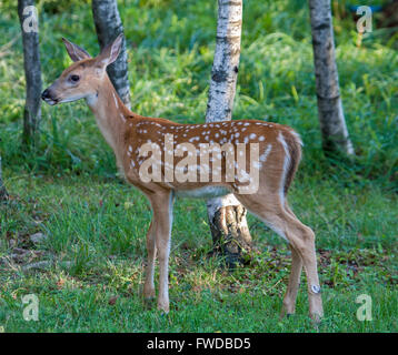 Jeune Cerf faon debout Banque D'Images